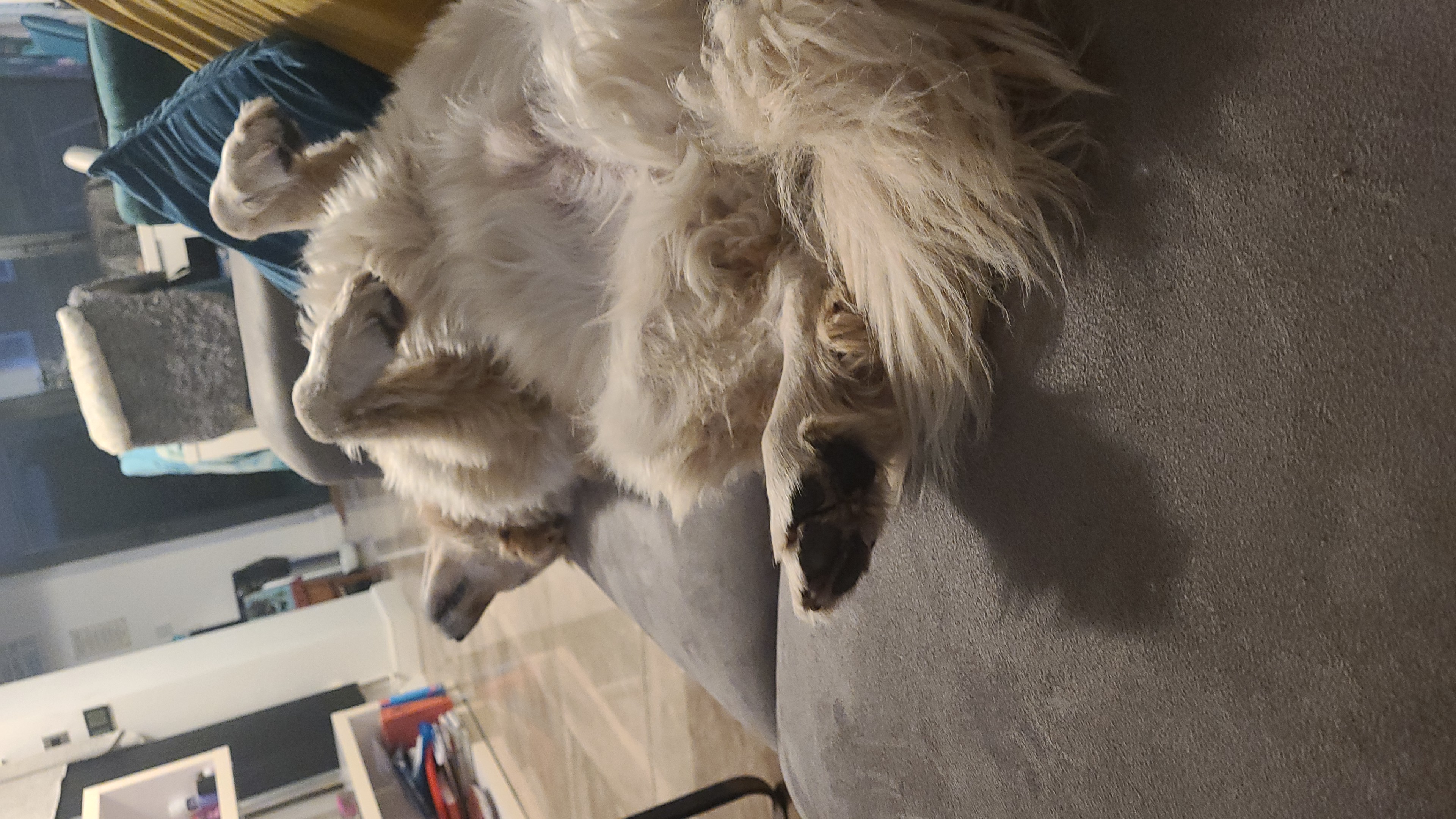 Happy dog enjoying care at Little Paws Care