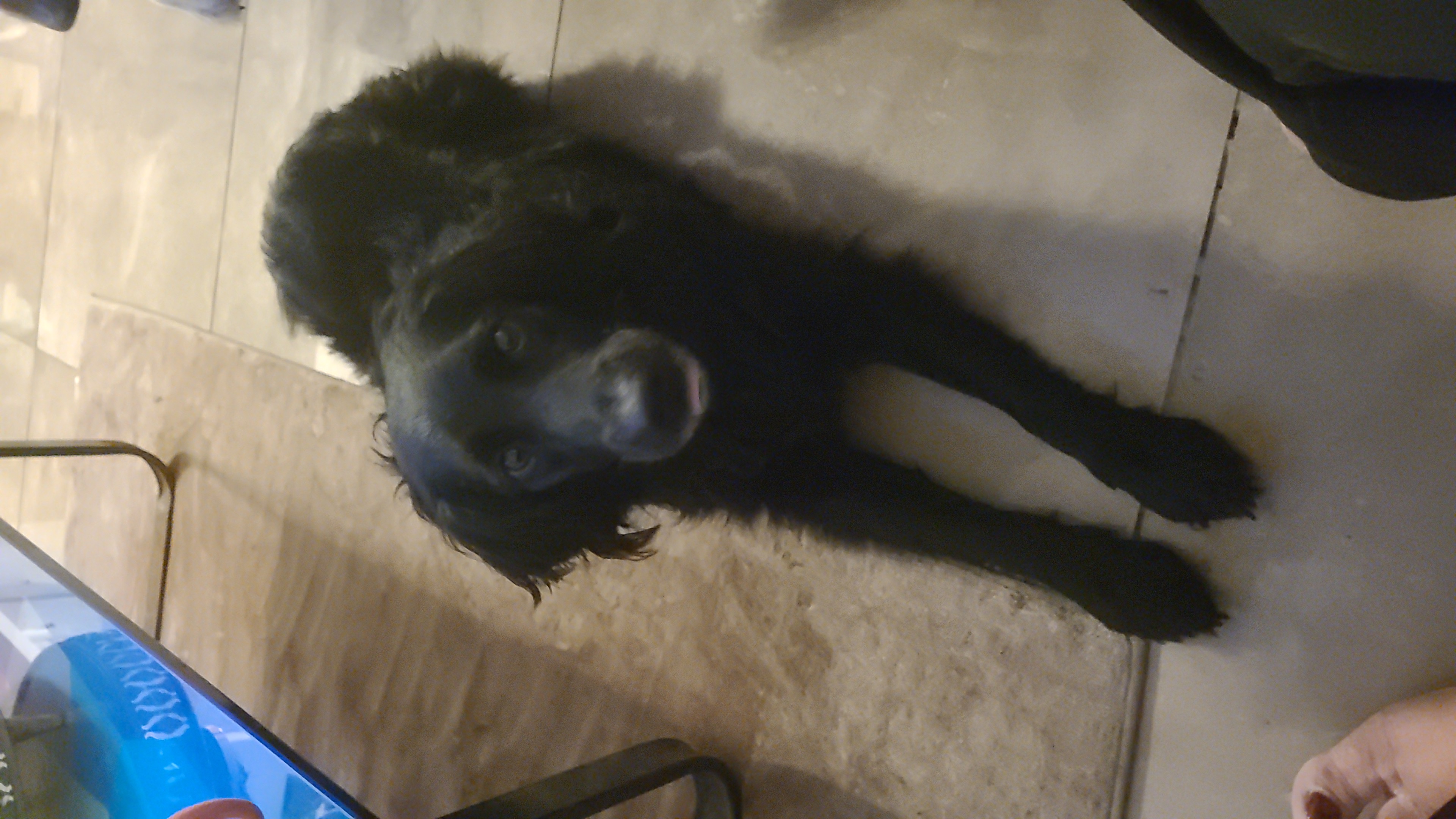 One of the lovely dogs cared for by Steph