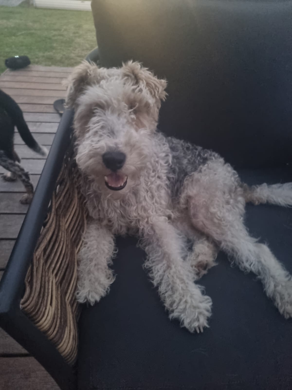 Adorable dog at Little Paws Care