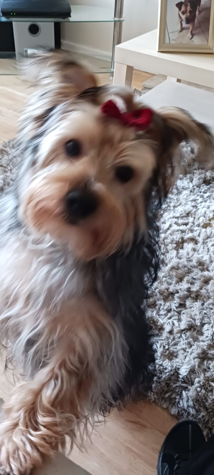 Happy pup enjoying their stay