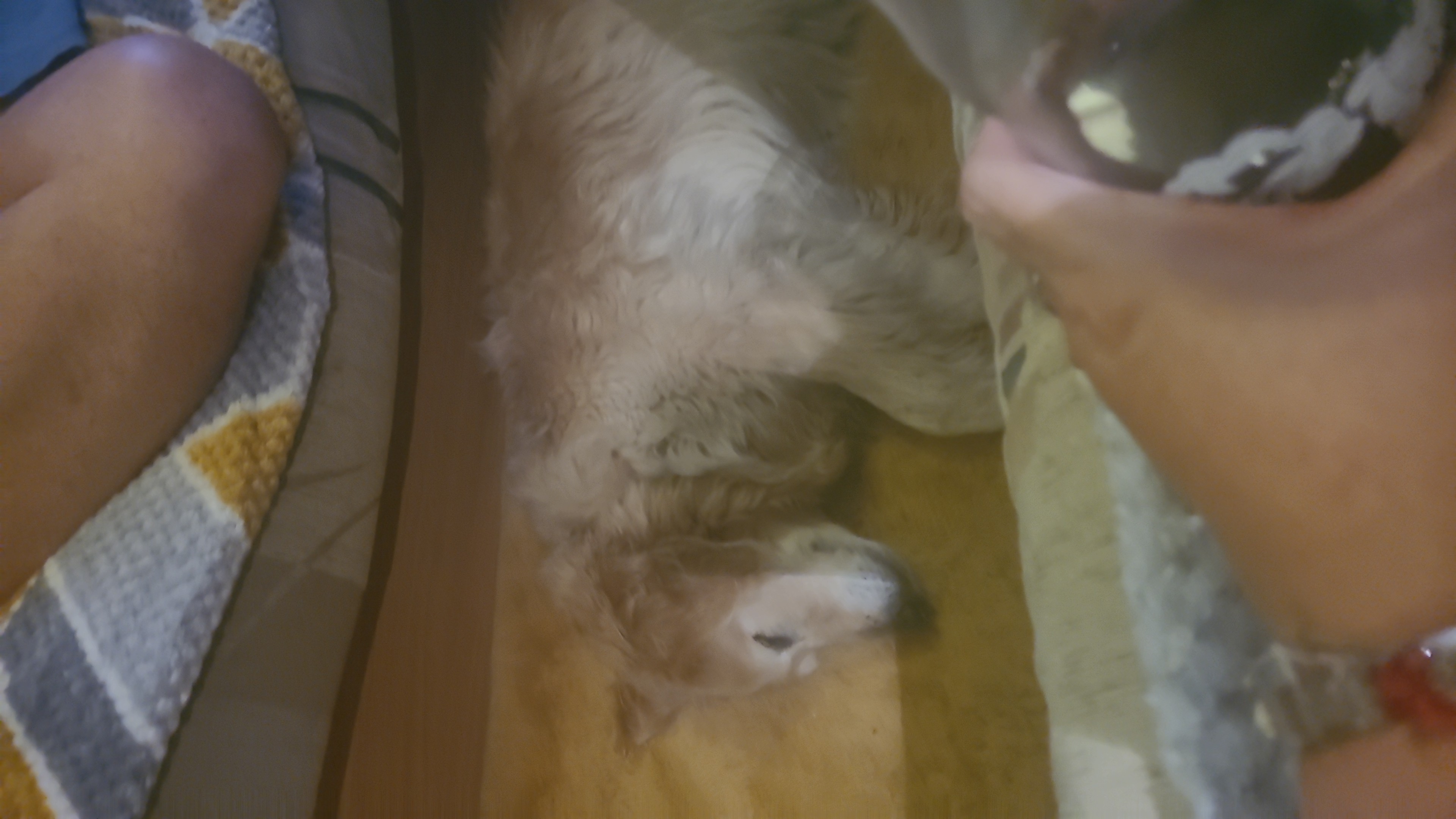 Dog having fun at Little Paws Care