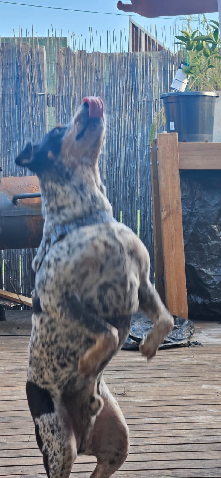 Furry friend relaxing at their home away from home