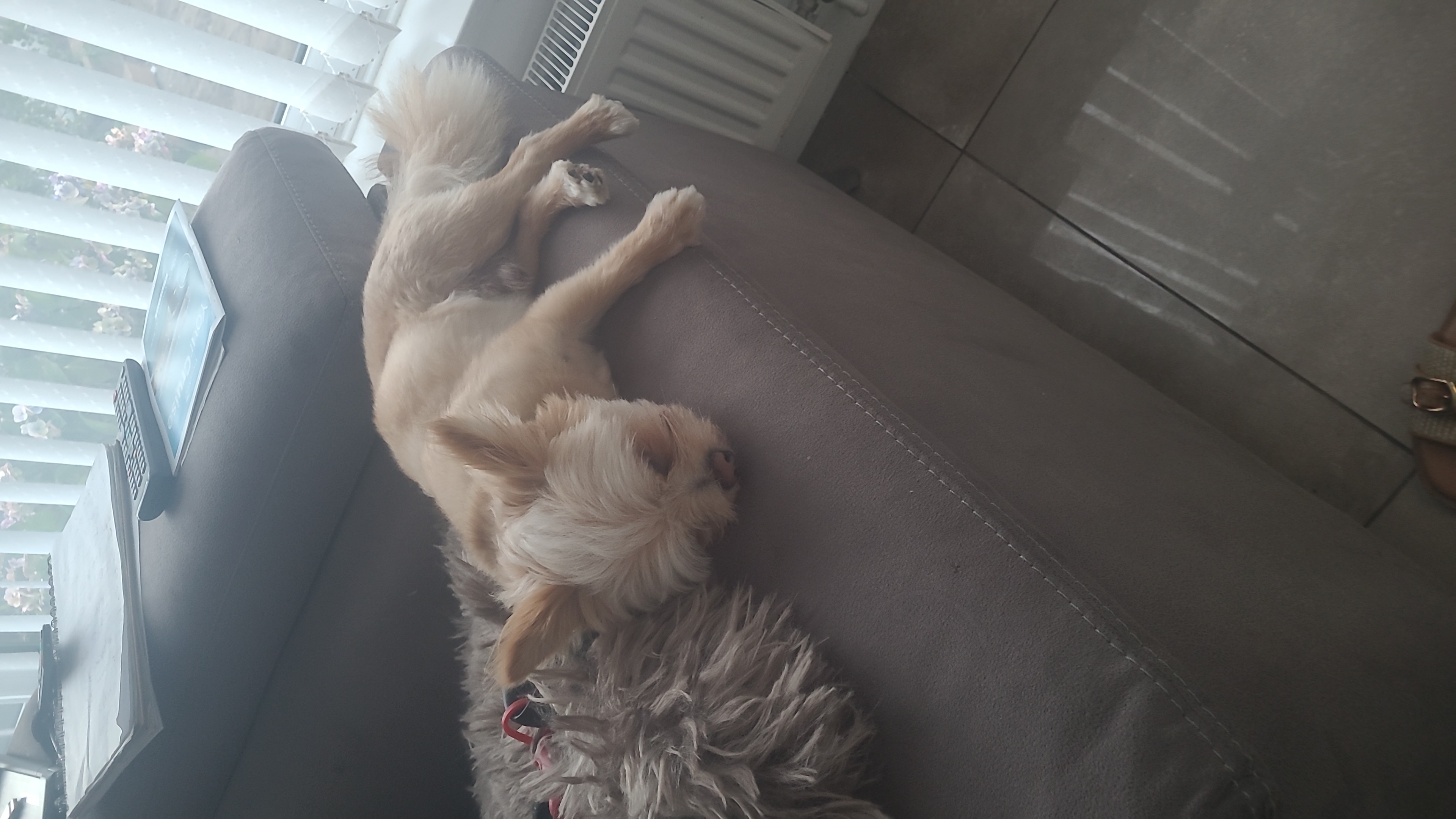 Pet enjoying walks and playtime