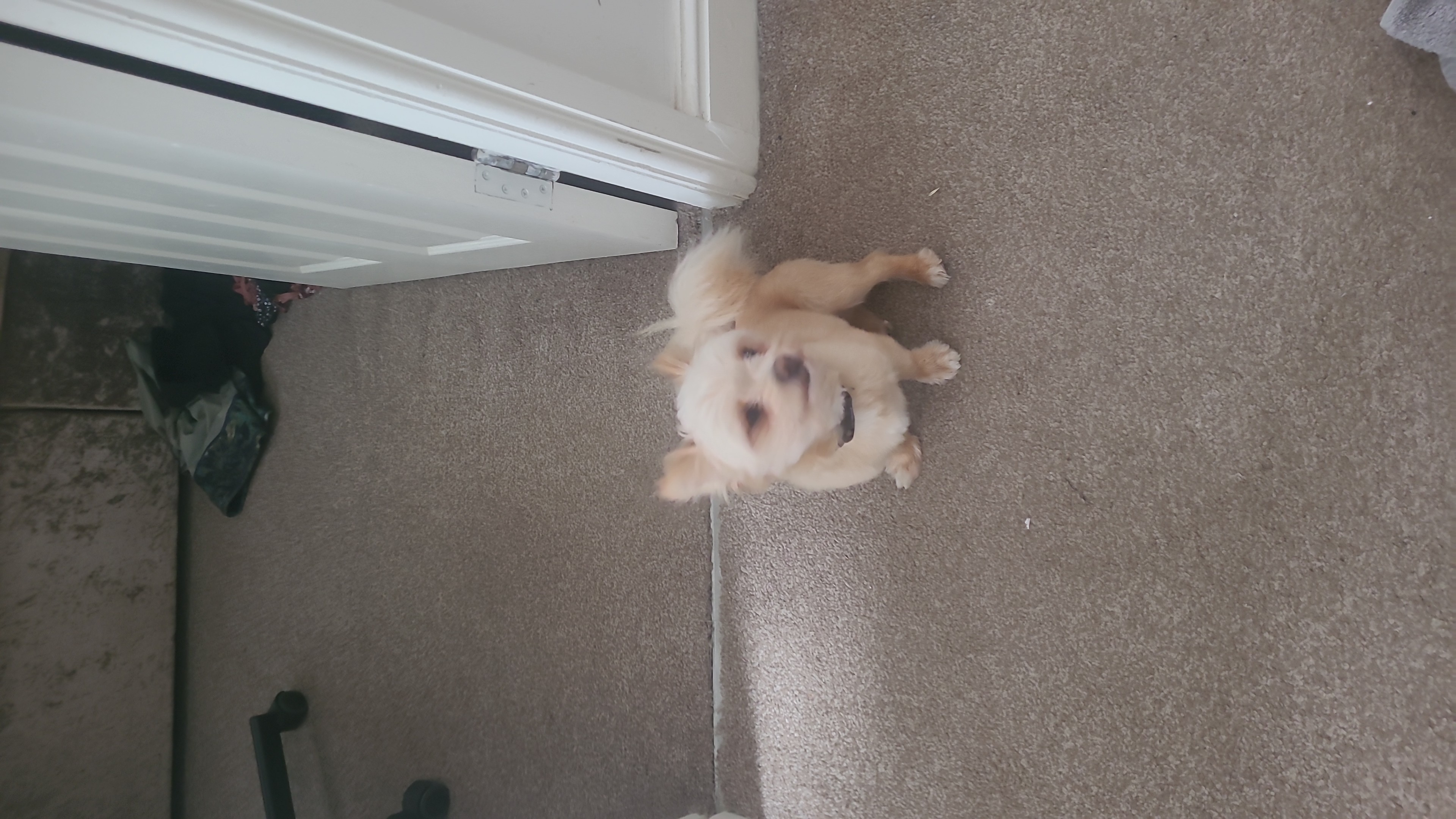 Another happy customer at Little Paws Care